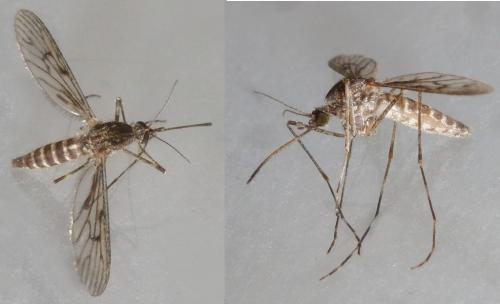 Réf. 221 089 : Culiseta annulata